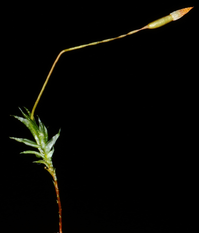 Tetraphis geniculata